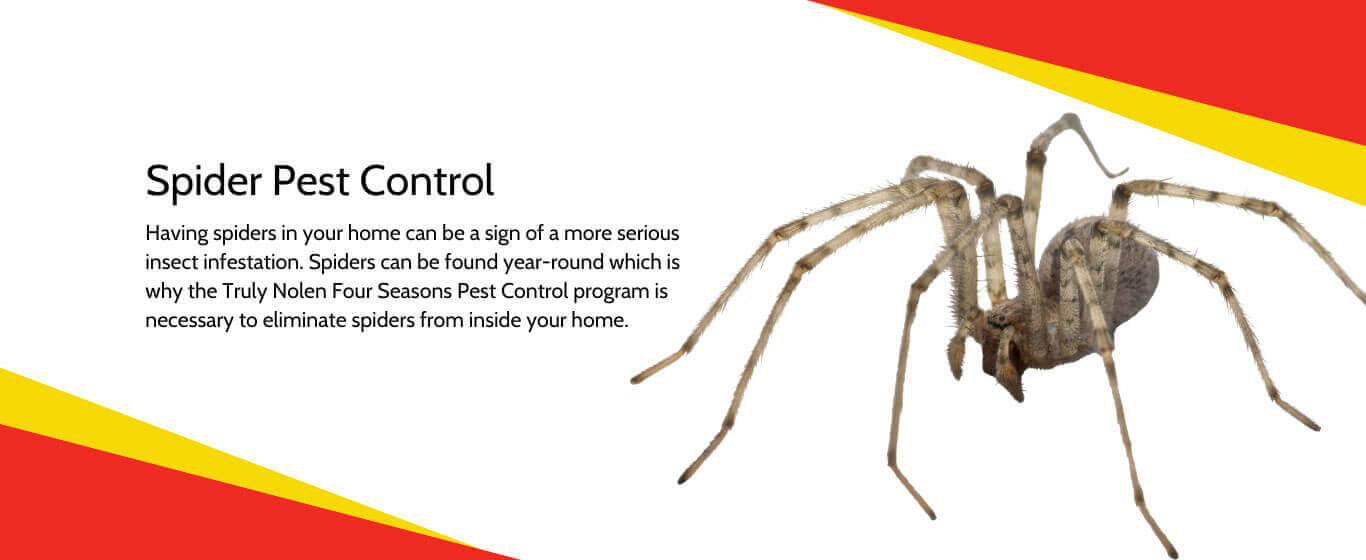 Spider-Pest-Control