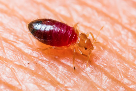Truly Nolen Bridgewater, Nova Scotia Bed Bug Image