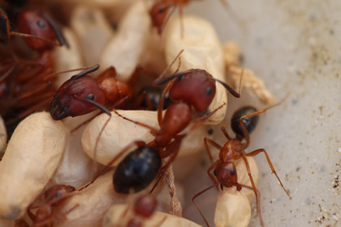 Cambridge Carpenter Ant