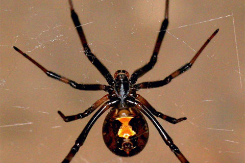 Truly Nolen Hamilton Area Spider Control Image