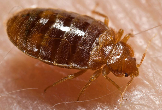 Local Bed Bug Gallery