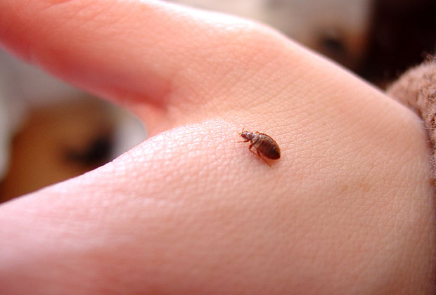 Local Bed Bug Gallery