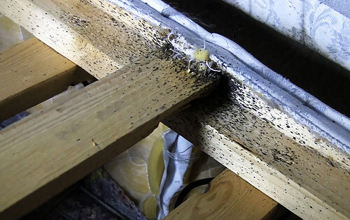Bed bugs hiding in a box spring. Be sure to check your box spring too!
