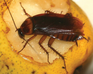 cockroach