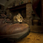 House Mouse