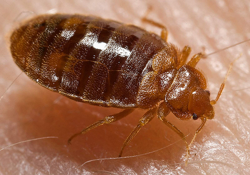 Bed Bug Close Up What a bed bug looks like.