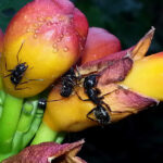 Ants on a honeysuckle