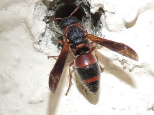 Red-marked Pachodynerus