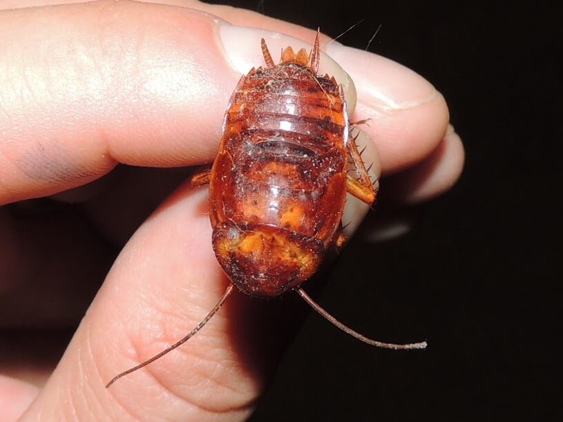 Cockroaches