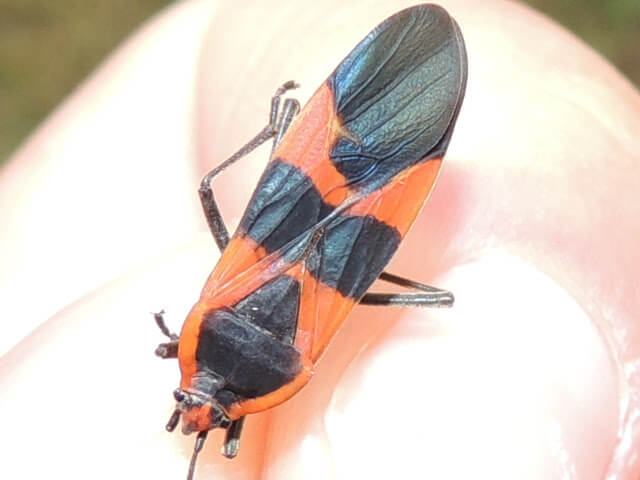 Red milkweed bug