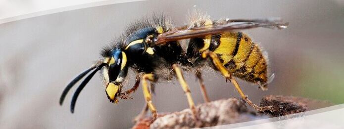 Why You Should Not Kill Yellowjackets Yourself