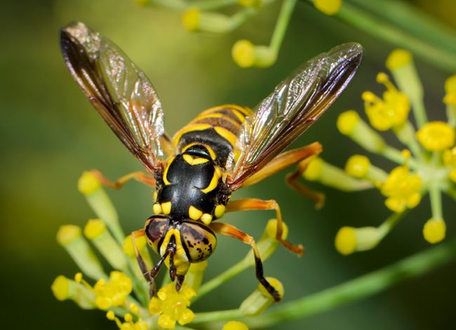 wasp nolen yellowjacket trulynolen
