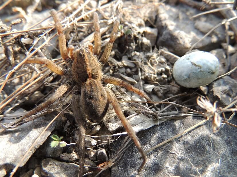 Why Even Non-Venomous Spider Infestations Can Be Dangerous
