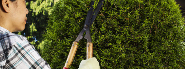 Pest Control Tips For Your Home This Spring