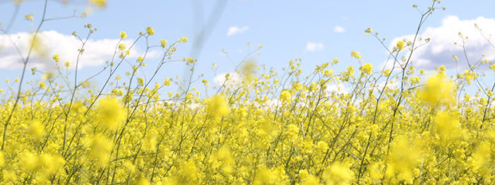 4 Dangerous Pests During Spring