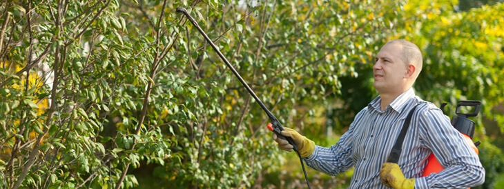 Pest Control Company Search: Narrowing Your Options