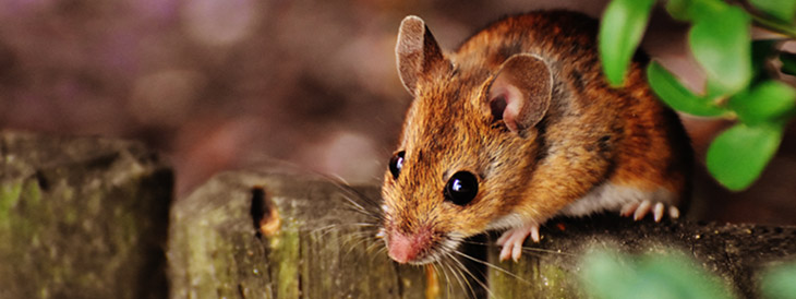 Why Mice Love Canadian Homes