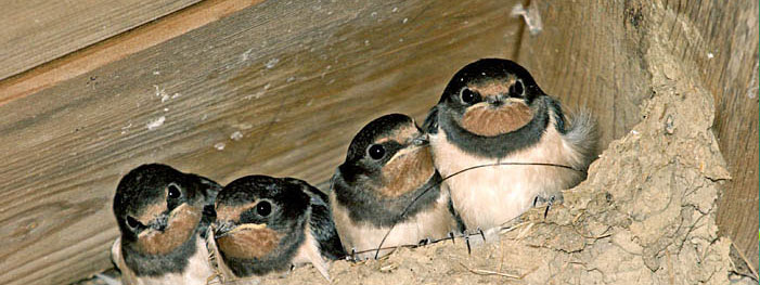 Feathered Neighbours - Summertime Birds Nesting On Your Property