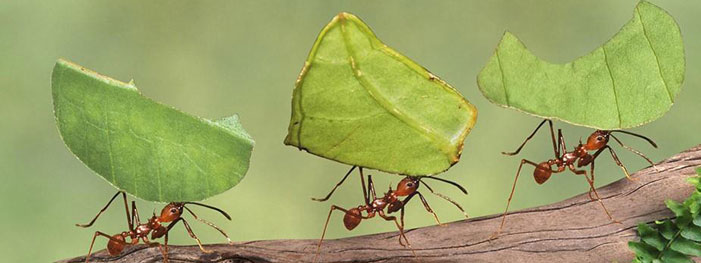 The Basics Of Preventive Pest Control The Basics Of Preventive Pest Control