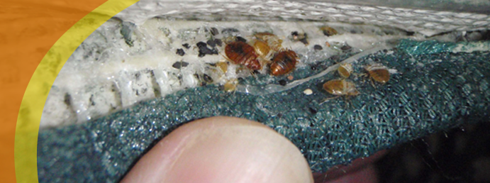 What do bed bug discount eggs look like