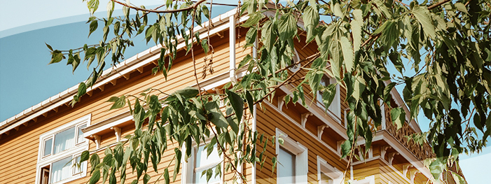 Are Rats Good Climbers?