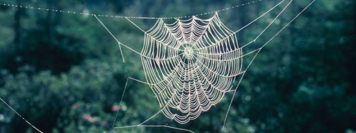 Your Home Might Be the Winter Retreat of Spiders - Truly Nolen Canada
