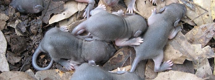 Breeding Season for Rodents Explained