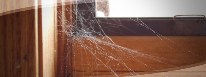 Spider season again! The top six spiders you'll spot at home in autumn - CPRE