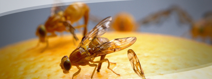 Sick of Fruit Flies in Your Kitchen? Here's How to Get Rid of Them