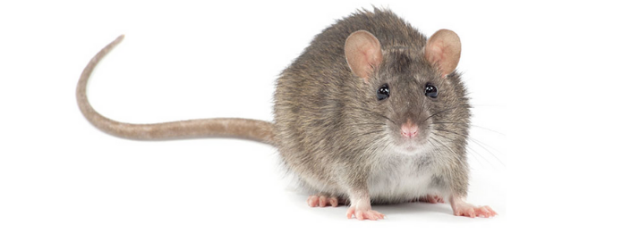 Is a Rat's Tail Essential for Their Survival? - Truly Nolen Canada