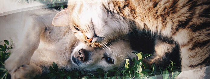 Cats carry bed bugs top