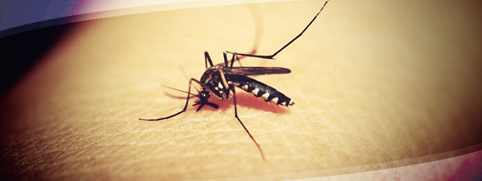 Mosquitoes in the winter deals
