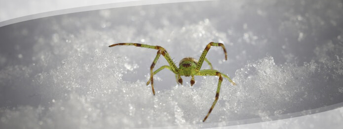 What Happens To Spiders In The Winter?