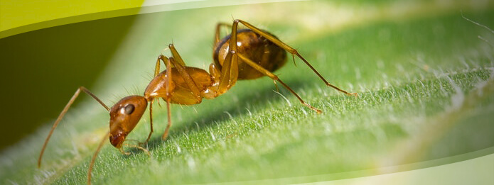 Carpenter Ant