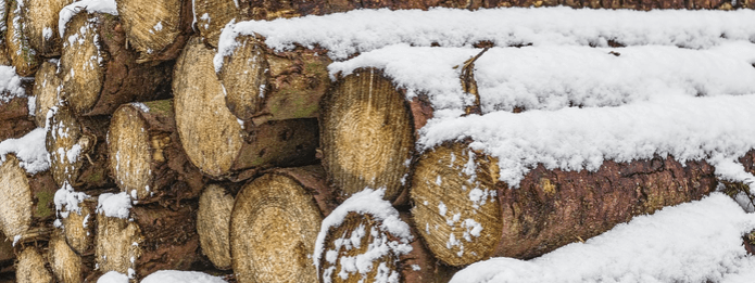 Where Do Carpenter Ants Go in Winter