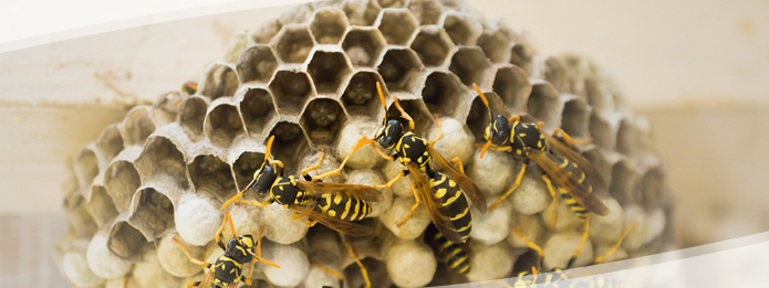 Are There Wasps in Your House This Winter?