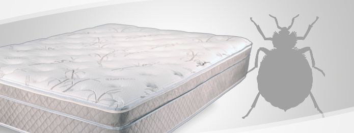 Where Do Bed Bugs Build Nests?