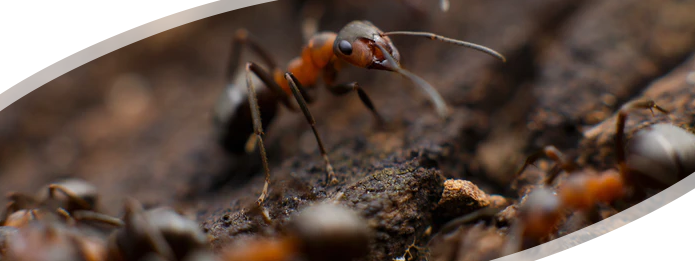 Carpenter Ants- Silent House Destroyers