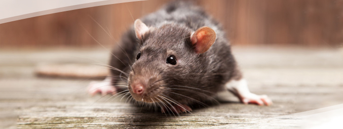 Rat on wooden floor