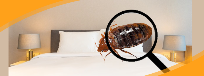 5 tips to prevent a bed bug reinfestation