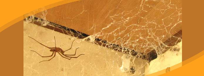 Identifying Spider Webs Around Your House – Aptive Environmental