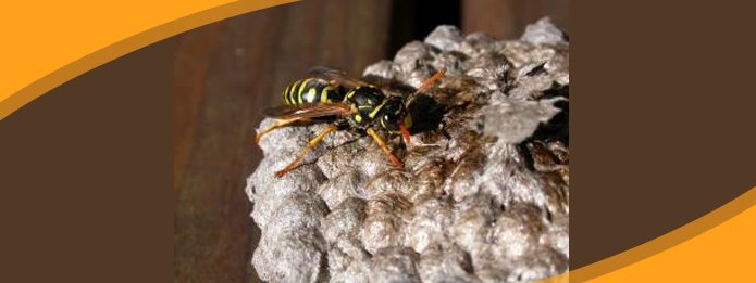 Giant Asian Murder Hornets: What Is Their True Nature?