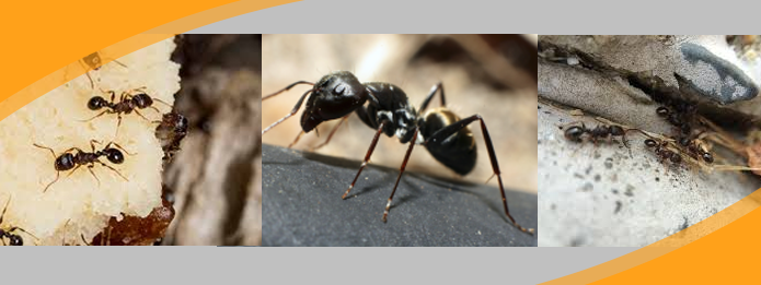 Reasons Why Ants Are Active In Summer