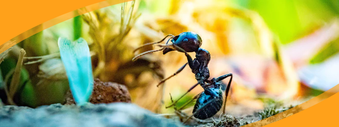 Taking a closer look at 5 surprising little known facts about carpenter ants