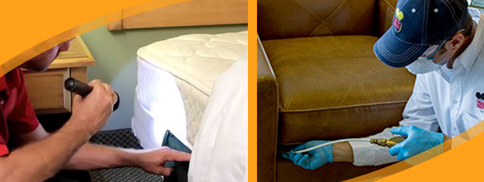 5 Reasons Why You Need Professional Bed Bug Extermination Services