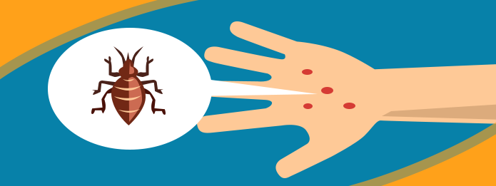 _How Do Our Bodies React to Bed Bug Bites