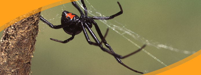 Protecting Your Cambridge Property From the Black Widow Spider