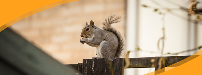 Why Fall Is the Season of Rodents