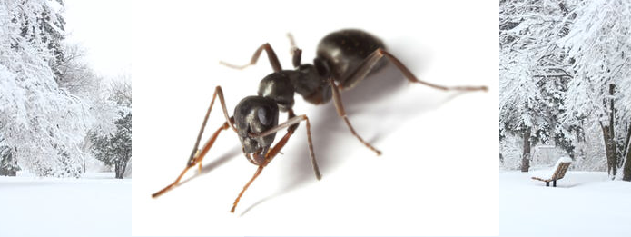 Is It Possible to Have a Carpenter Ant Infestation in Winter_