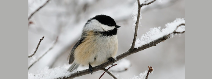 Niagara Pest Removal- 5 Birds That Stick Around in Winter